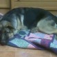 cómo duerme...